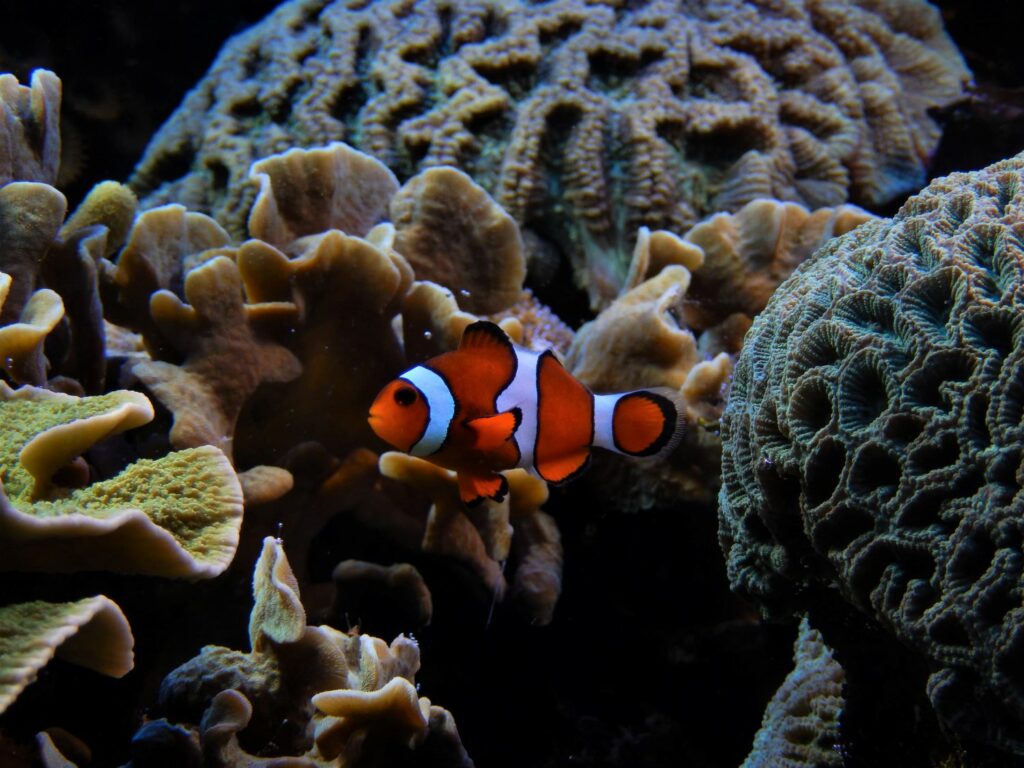 Ein Clownfisch im Aquarium, umgeben von mehreren Steinkorallen.